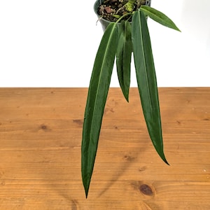 Anthurium Pallidiflorum - Assorted 4" pots with ONE or more leaf per plant