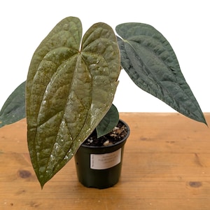 Anthurium Ximeportilla (Papillilaminum x Luxurians) - US Seller 4" Pots