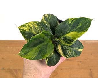 Variegated Dwarf Cavendish Musa Banana Tree - Rare Exotic Tropical Indoor Houseplant