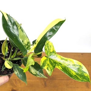 Philodendron Florida Beauty Variegated