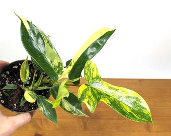 Philodendron Florida Beauty X Tortum Variegated Rooted Node