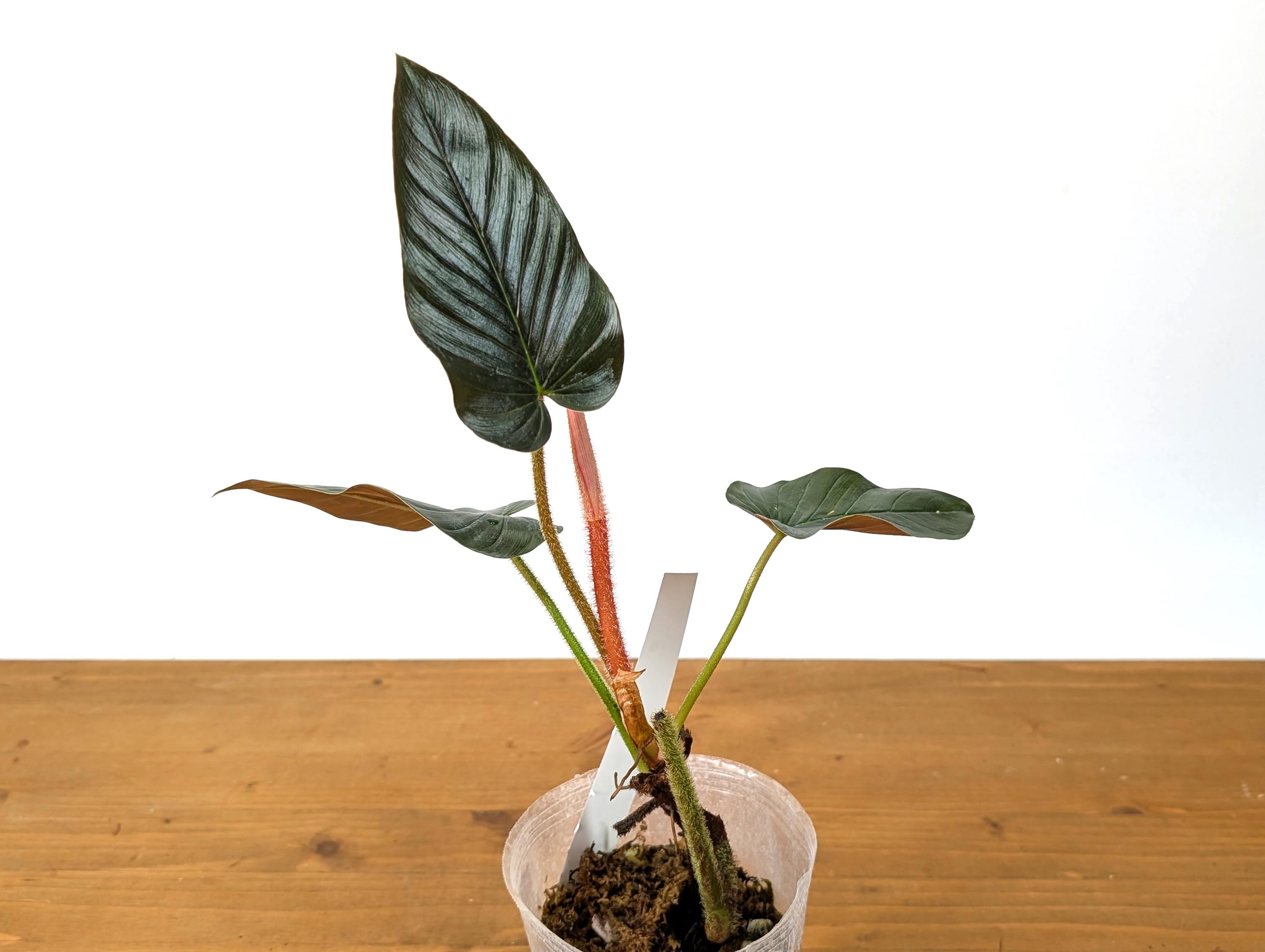 Philodendron Squamicaule Blood Red - Etsy