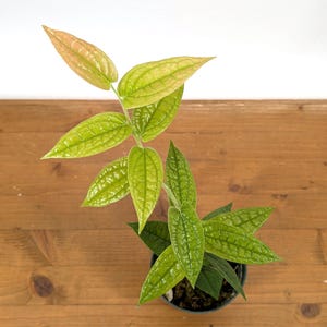 Ceratostema Lanigerum &#39;Neotropical Blueberry&#39; - Assorted 4 Inch Pots