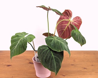 Rubrijuvenile Philodendron El Choco Red - 4 inch pot