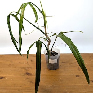 Philodendron Paloraense -  Long Strappy Leaves - Assorted 4 inch pots
