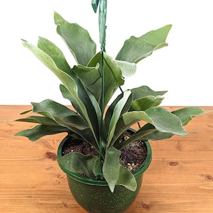 Staghorn Fern 8 Inch Hanging Basket | Platycerium bifurcatum | Large Mountable Plant