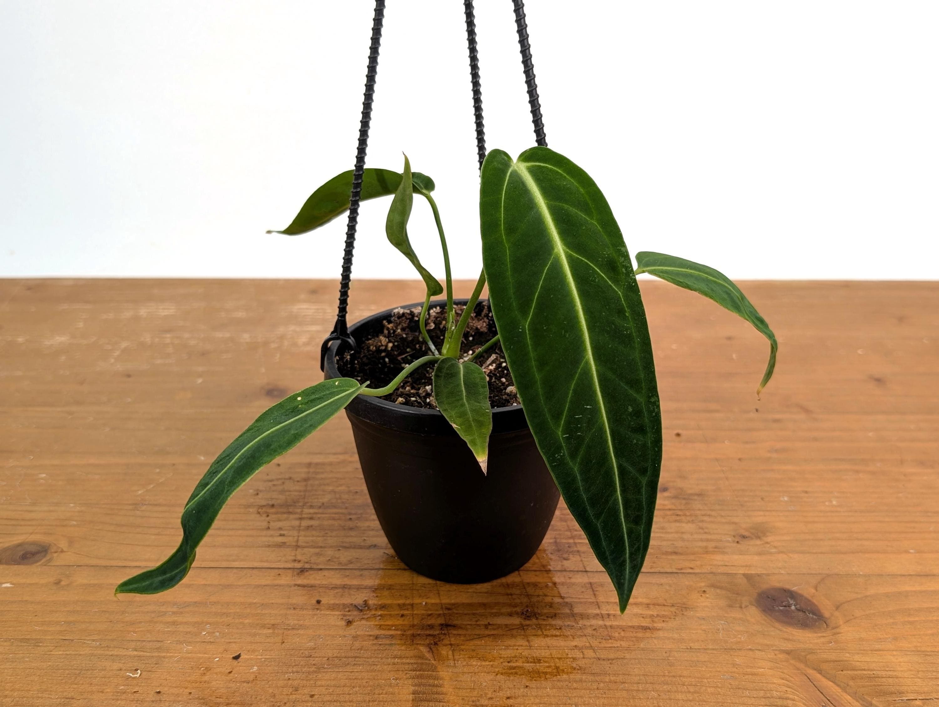 anthurium livium Anthurium Livium Red | Candy Cane