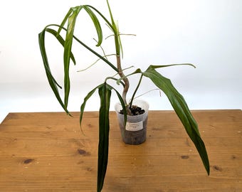 Philodendron Paloraense -  Long Strappy Leaves - Assorted 4 inch pots