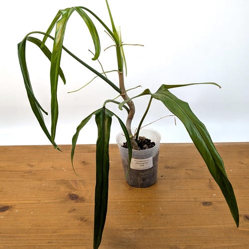 xerographica air plant Air Plant 'Xerographica' 4