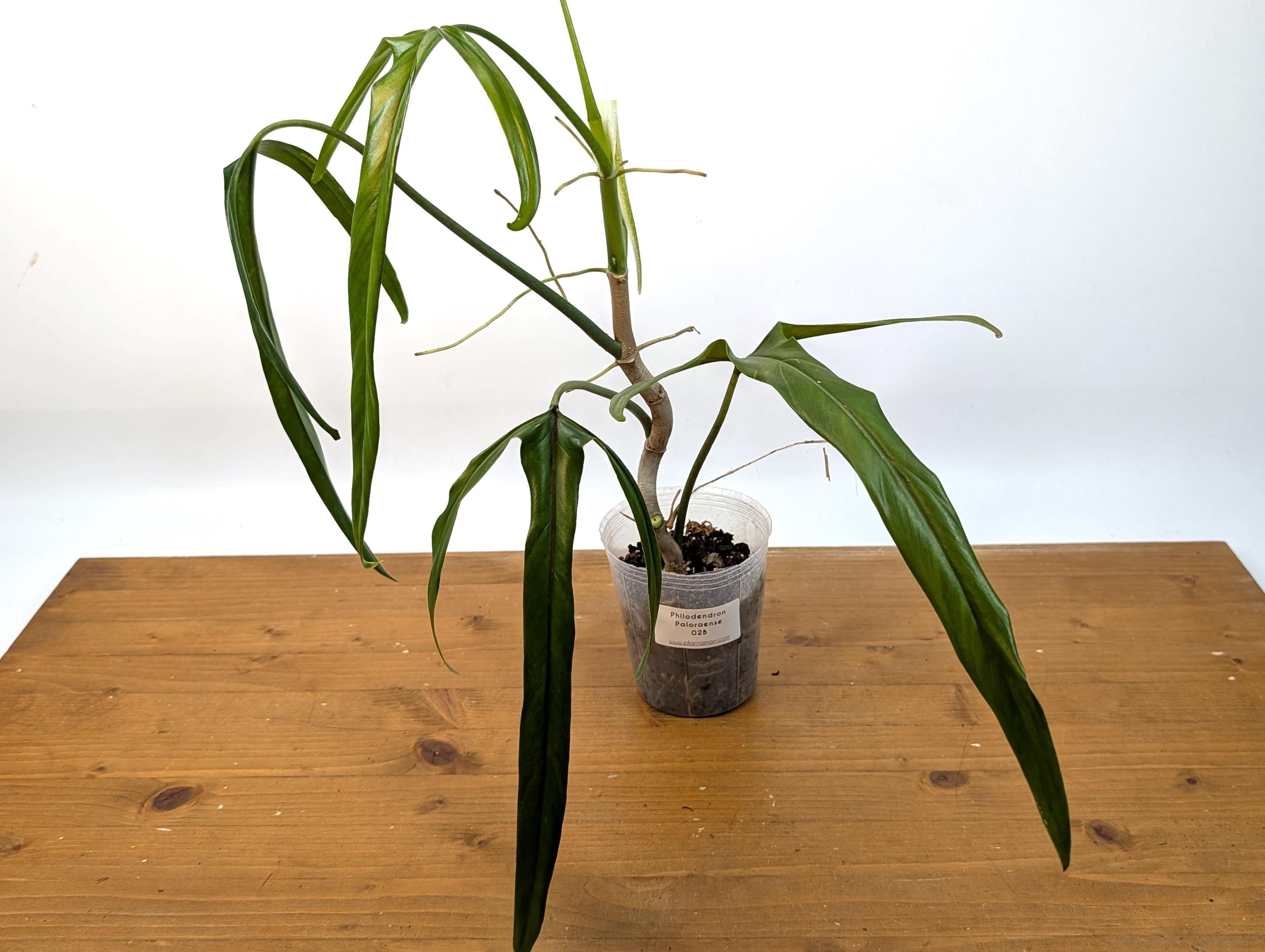 philodendron ableger kaufen Philodendron Scandens main image 0