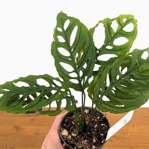 Monstera Obliqua Peru - 4 inch pot - Live Rare Tropical Aroid