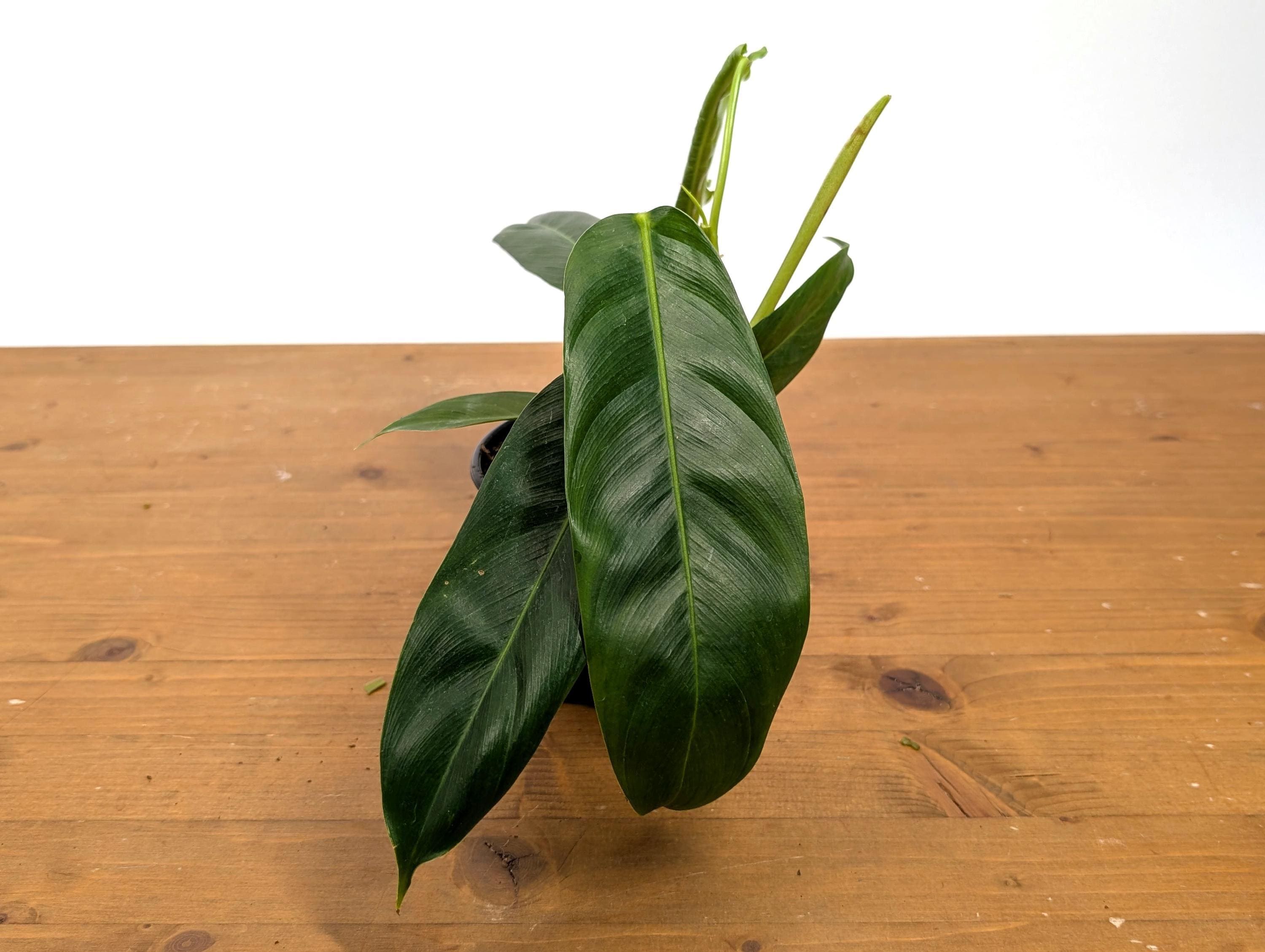 Philodendron Patriciae Rare Plant 4 Inch Pots - Etsy