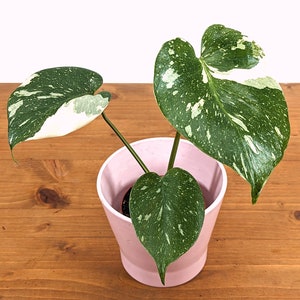 Monstera Thai Constellation - 3 inch pot - Tall Fast Growing!