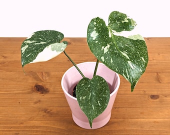 250 Dollar MINIMUM ORDER REQUIRED Monstera Thai Constellation 250 Dollar Minimum Order - 3 Inch Pot - See Description - Limit One Per Order