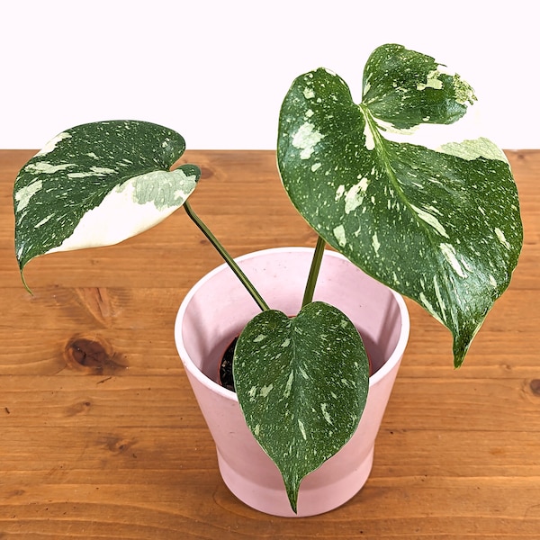 Monstera Thai Constellation - 3 inch pot - 6" Tall Fast Growing!