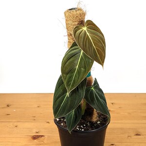 Philodendron Melanochrysum - Black Gold Live Houseplant - Easy Care Plant- Multiple Sizes image 4