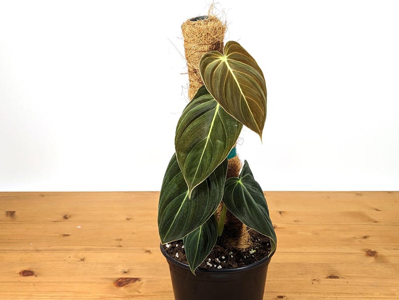 Philodendron Melanochrysum - Black Gold Live Houseplant - Easy Care Plant- Multiple Sizes image 4
