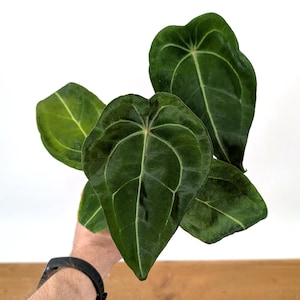 Anthurium Forgetii - Assorted 4 Inch Pots