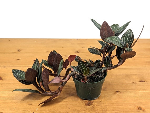 Ludisia discolor Orquídea joya negra en maceta de 3 pulgadas o - Etsy México