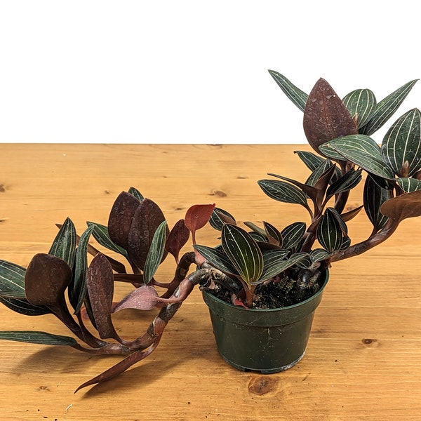 Black Orchid Plant Etsy