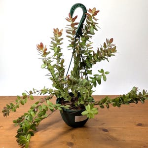 Ceratostema Kiatana