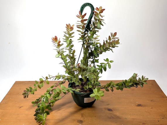 Ceratostema Kiatana Cloud Forest Plant - Juvenile, 4 Inch, and 6