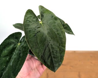 Anthurium Papillilaminum - 4 inch pot