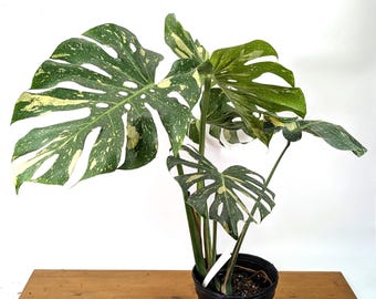 Monstera Thai Constellation - 4 inch, 6 inch, 8 inch Pots Live Tropical Aroid Plant - Perfect Houseplant Gift