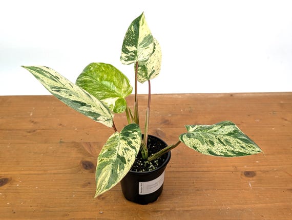 philodendron xanadu mature 75 main image 1