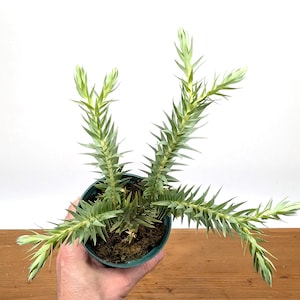 Huperzia Goebelii  - Blue Tassel Clubmoss  - 4 inch pot