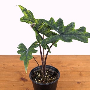 Alocasia Jacklyn tandurusa - Live Plants Perfect Gift Idea, Easy to Grow Indoor Houseplant