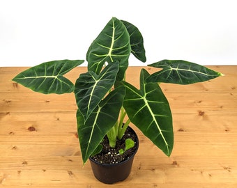 Alocasia Frydek Live Tropical Houseplant - Air Purifier - One plant in 4 inch pot or 2 plants in 6 inch pot