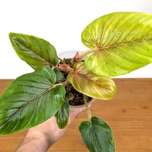 croton plant 4" Croton Plant  Codiaeum variegatum / Garden Croton / Colorful Folia   Enchanted Grow