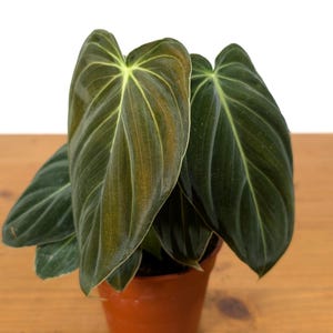 Philodendron Melanochrysum