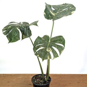 Monstera Thai Constellation - Plants 16-24" Tall with Split Leaves (for 6" Pot) Bild 3