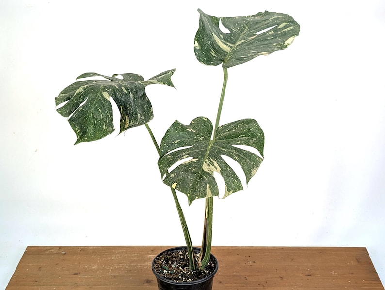 Monstera Thai Constellation - Plants 16-24" Tall with Split Leaves (for 6" Pot) Bild 3