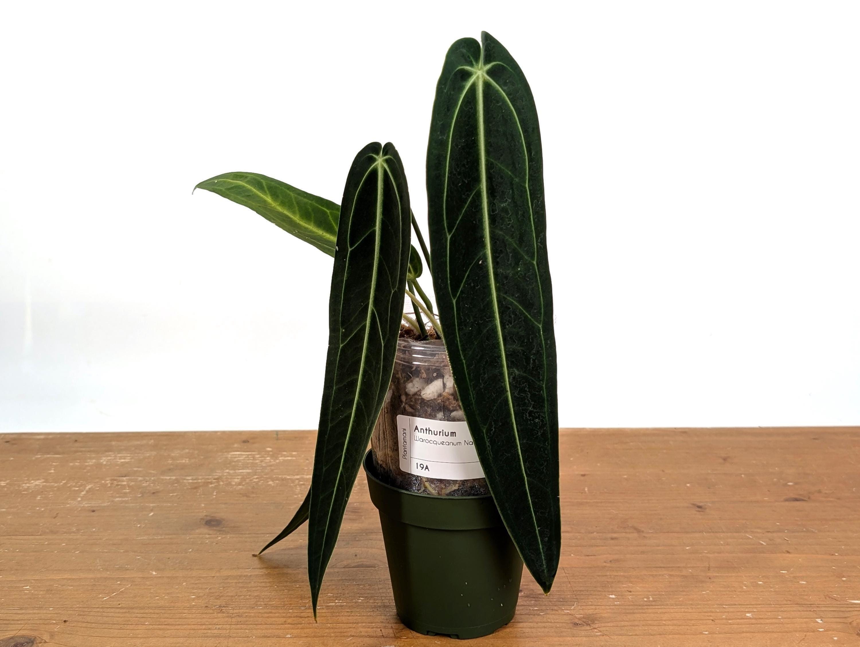 Anthurium Queen Warocqueanum Dark Narrow - Etsy