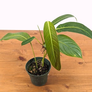 Philodendron heterocraspedon 4 inch pot - rare aroid Live Indoor Air Purifying House Plant