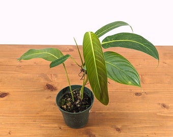 Philodendron heterocraspedon 4 inch pot - rare aroid Live Indoor Air Purifying House Plant