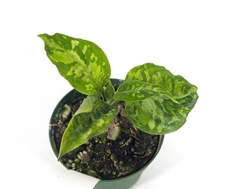 Aglaonema Pictum Tricolor 4 Inch Pot