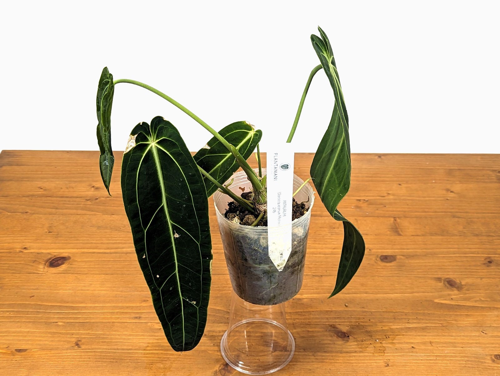 Anthurium warocqueanum Queen (Exact Plant Pictured 24B) 4 inch pot