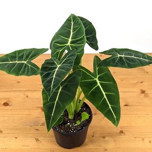 Peut inclure: Une plante d'Alocasia en pot avec de grandes feuilles vert foncé et des veines blanches proéminentes. La plante est dans un pot en plastique noir, posée sur une surface en bois brun clair. Les feuilles ont une forme de pointe de flèche.