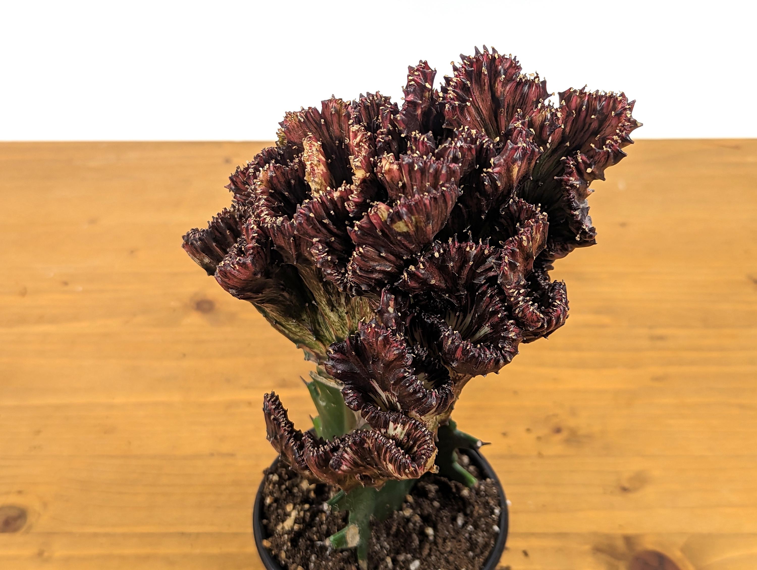 Live Mermaid Tail Cactus Plant - Euphorbia Lactea Cristata, 4-inch Pot, Crested Coral Succulent, Light Purple, Indoor Houseplant