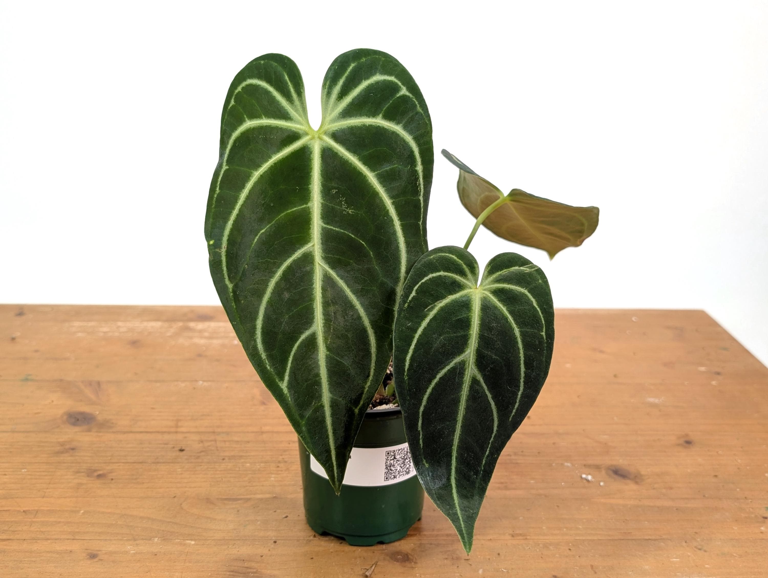 ぶ*ン様 MS077 10株セット Anthurium regale アンスリウ Anthurium Regale - Live Tropical Aroid Houseplant - Multiple Sizes