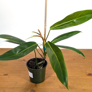 Philodendron Patriciae x Ruizii Live Houseplant