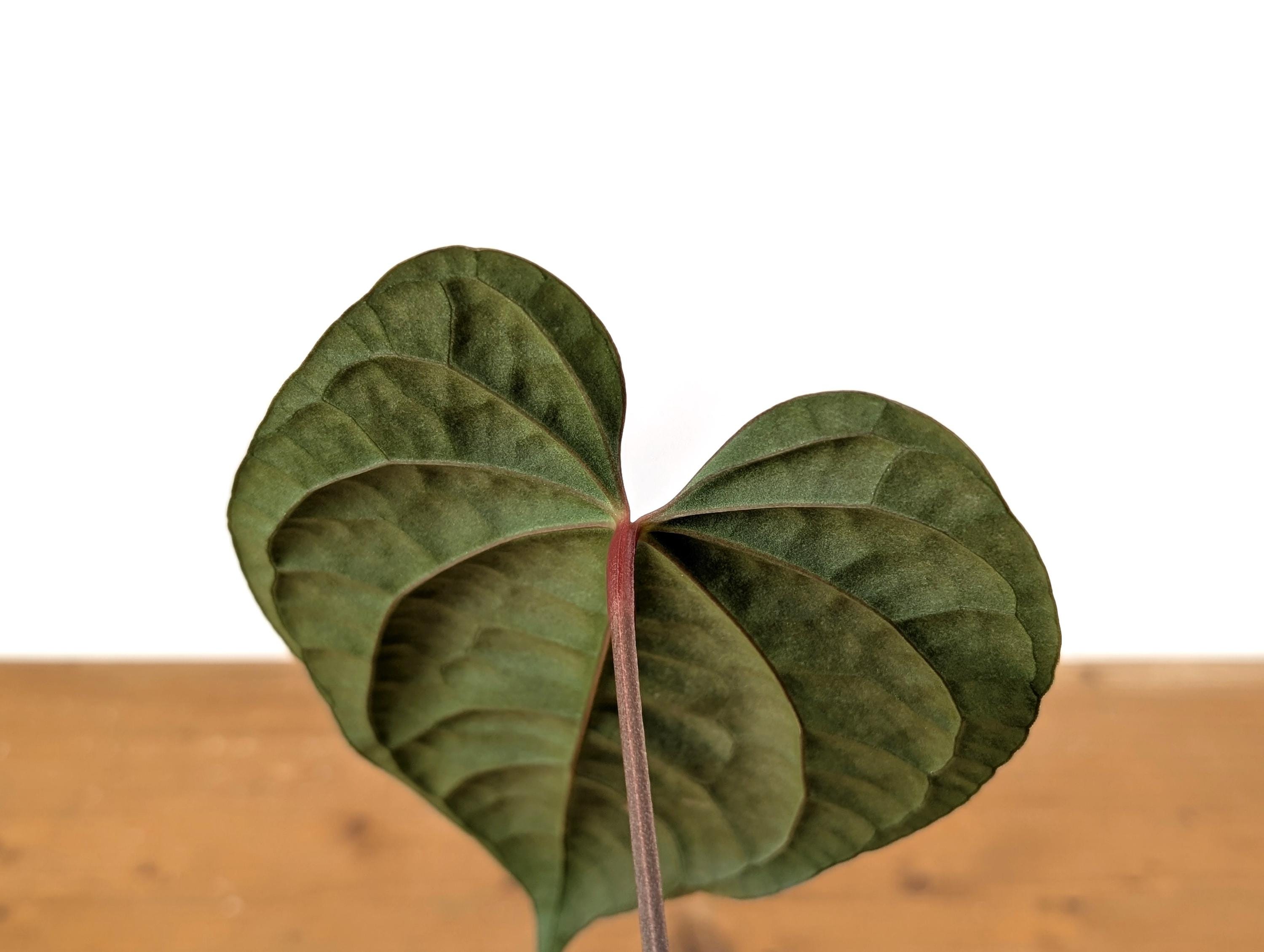 Anthurium Amazon Diamond - (A. Besseae Aff X A. Luxurians) - 4
