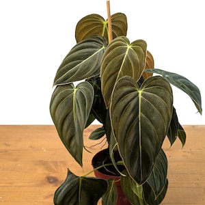 May include: A potted Philodendron Melanochrysum plant with large, dark green, heart-shaped leaves. The leaves have prominent veins and a velvety texture. The plant is in a brown pot and sits on a wooden surface against a white background.
