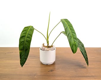 Philodendron Patriciae