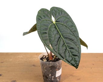 Anthurium Black Diamond - 4 inch pots