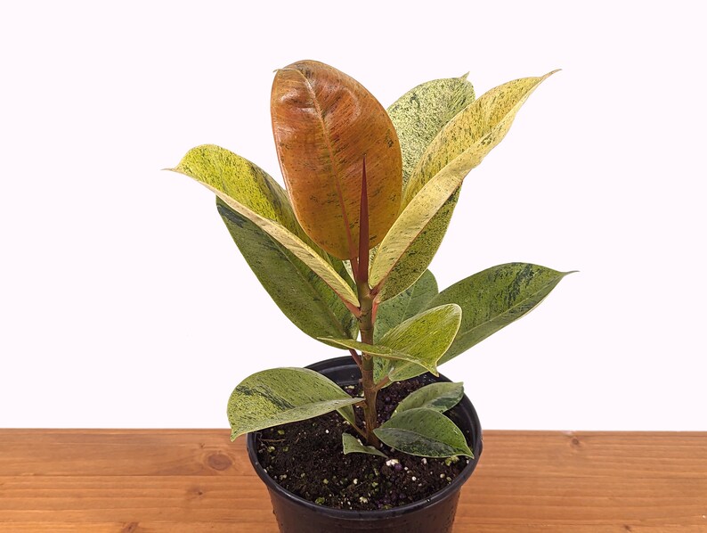 Plantamani Ficus Shivereana Rubber Tree - Thumbnail 3
